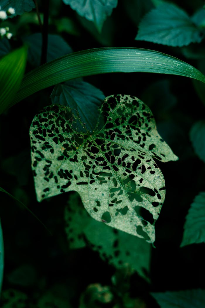 Intricate patterns on a leaf with signs of decay, captured in Kangra, India.