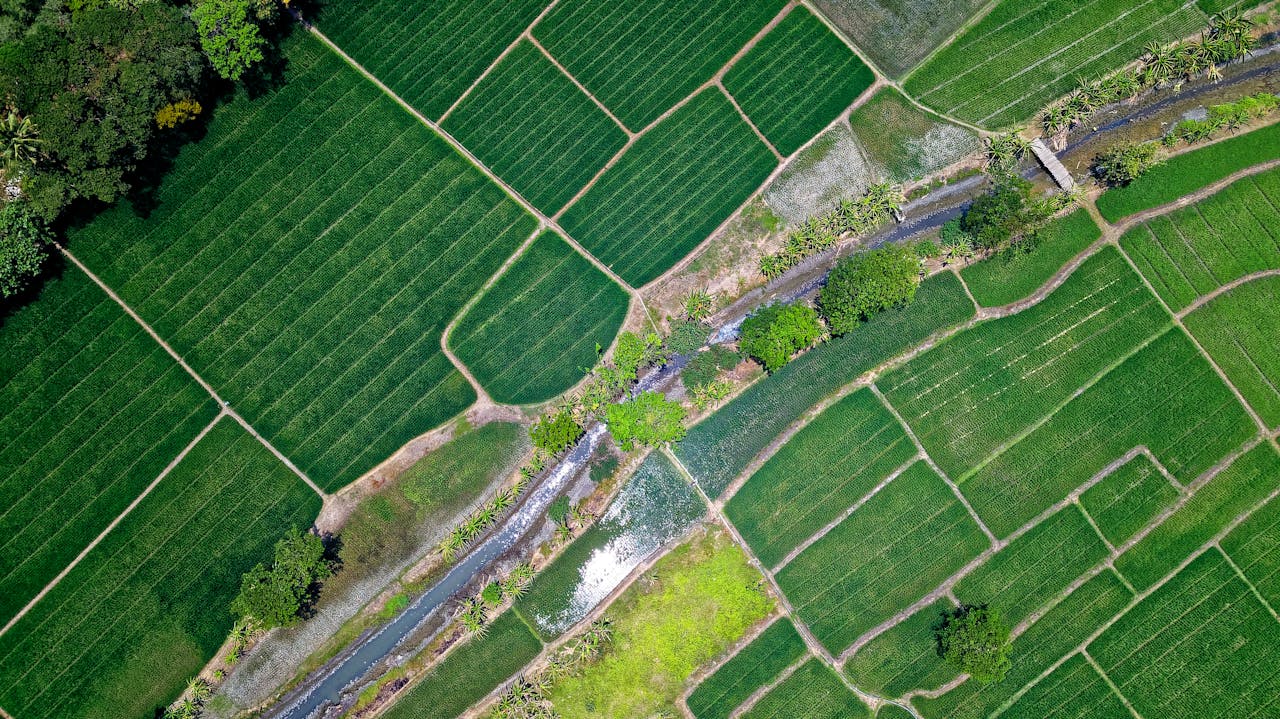 Drone shot of vibrant green rice fields and a river in Muara Gembong, Indonesia.