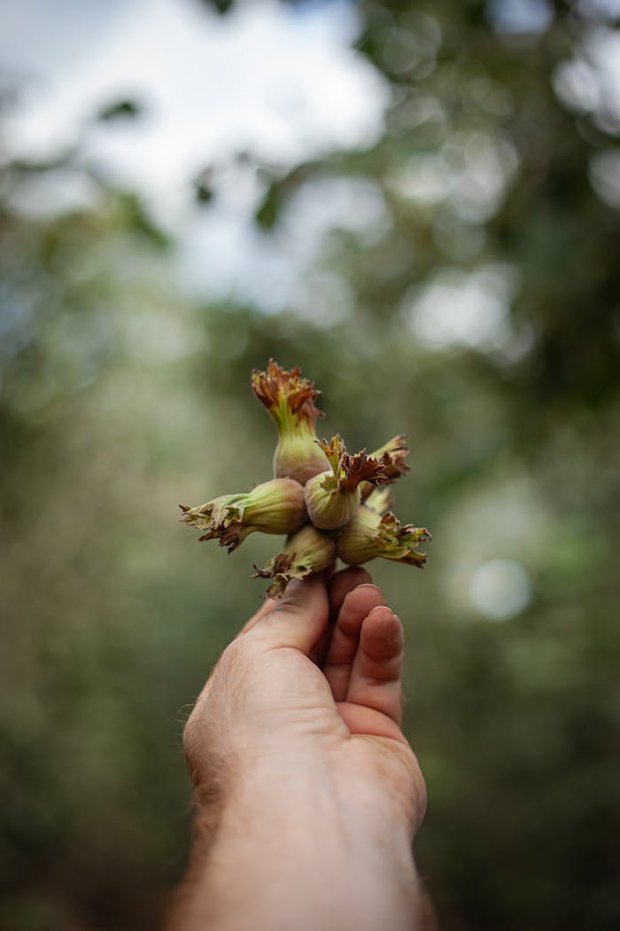 Close-up of a hand holding fresh unripe hazelnuts, with blurred natural background.