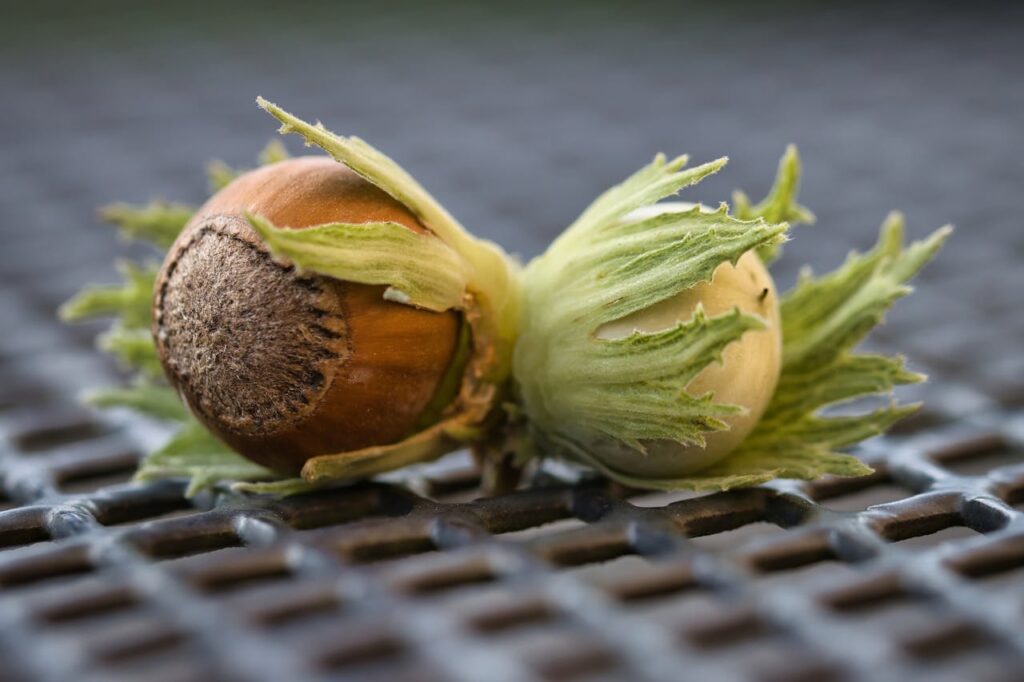 pexels photo 31990097 Detailed close-up of two hazelnuts with green husks on a textured metal surface, showcasing nature's bounty.