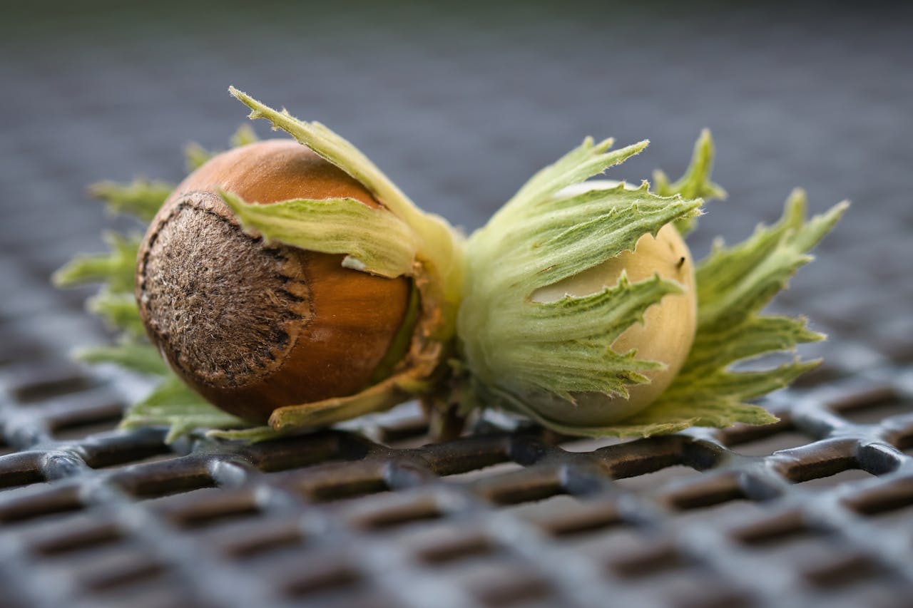 Detailed close-up of two hazelnuts with green husks on a textured metal surface, showcasing nature's bounty.